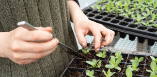 uprawa sadzonek