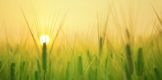 Jaki pług do ciągnika 75km?