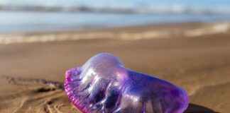 Czy żeglarz jachtowy może pływać motorówka?