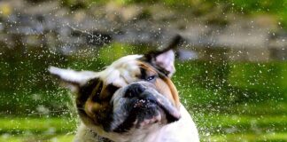 Czy Anglik to wada ukryta?