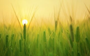 Jakie to małe gospodarstwo rolne?