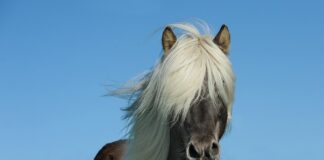 Ile koni mechanicznych na 1 skibę?