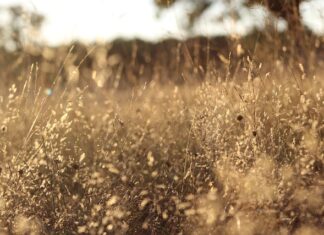 Ile kosztuje wymiana filtrów w aucie?