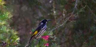 Ile kosztuje nowy New Holland 80 koni?