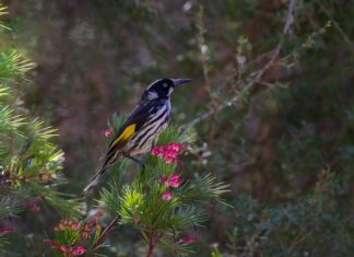 Ile kosztuje nowy New Holland 80 koni? Ile kosztuje nowy New Holland 80 koni?