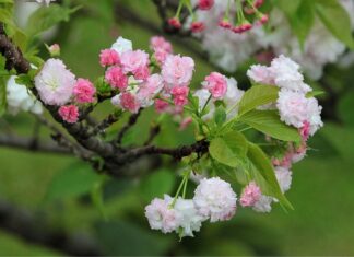 Jaka jest żywotność wkładu kominowego?