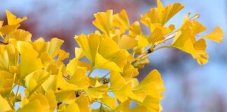 Jak najlepiej ustawić wentylator?