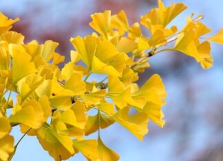 Jak najlepiej ustawić wentylator? Jak najlepiej ustawić wentylator?