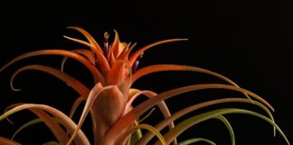 Do jakiej długości ostrze można mieć przy sobie?