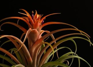 Do jakiej długości ostrze można mieć przy sobie?