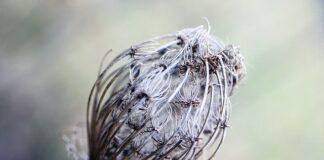 Jaki obrus na stół owalny?