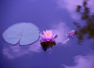 Jak zrobić staw bez folii?