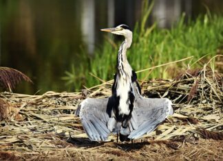 Jak długo trzeba suszyć grzyby w suszarce? Jak długo trzeba suszyć grzyby w suszarce?