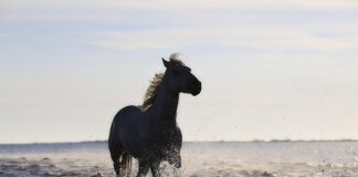 Jakie są standardy płyt głównych?