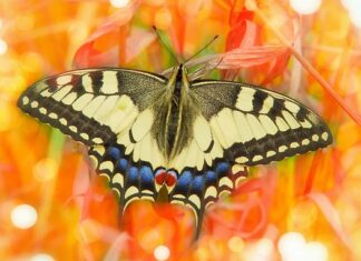 Czym przycinać obrzeża trawnika? Czym przycinać obrzeża trawnika?