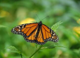 Czy Butterfly jest legalny w Polsce? Czy Butterfly jest legalny w Polsce?
