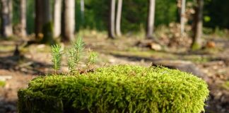 Czy da się zregenerować słuch?