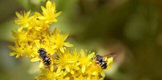 Czym przykleić wełnę do komina?