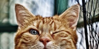 Jak obliczyć ilość wody w oczku?